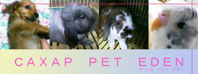 ＣＡＸАＰ　ＰＥＴ　ＥＤＥＮタイトル画像
