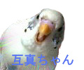 ݐ^@OOS@ZLZCCR