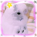 ݐ^@OPT@ZLZCCR