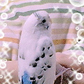 ݐ^@OPU@ZLZCCR